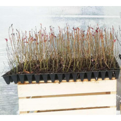 Голубика сорт Спартан, в кассетах 3 мес h 15-20 см