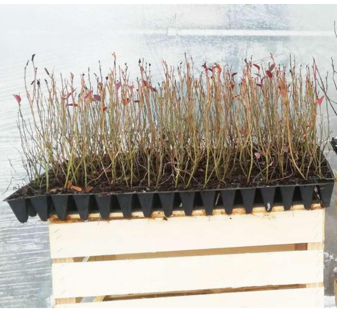 Голубика сорт Спартан, в кассетах 3 мес h 15-20 см