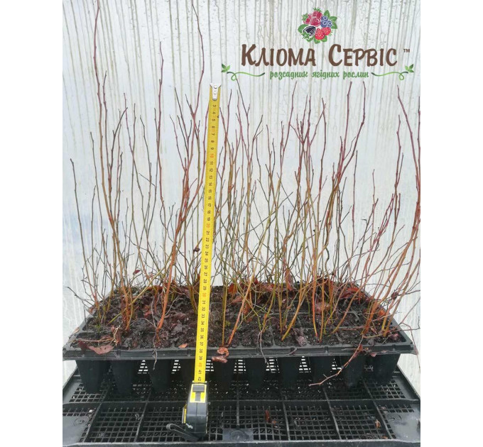 Голубика сорт Спартан, в кассетах 3 мес h 15-20 см