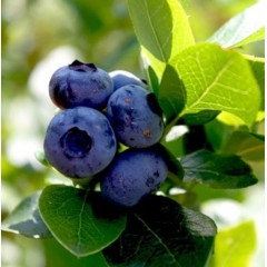 Голубика сорт Нельсон, в кассетах 3 мес h 15-20 см