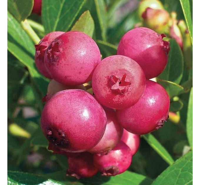 Голубика сорт Розовый Лимонад, в кассетах 3 мес h 15-20 см