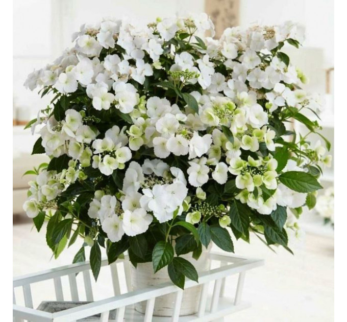 Гортензия ампельная Runaway Bride (Сбежавшая Невеста) P9
