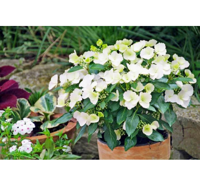 Гортензия ампельная Runaway Bride (Сбежавшая Невеста) P9