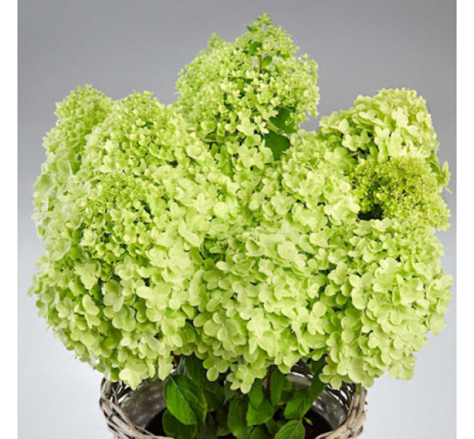 Гортензия метельчатая Pandora (Пандора) 2 летняя, конт. 2 л