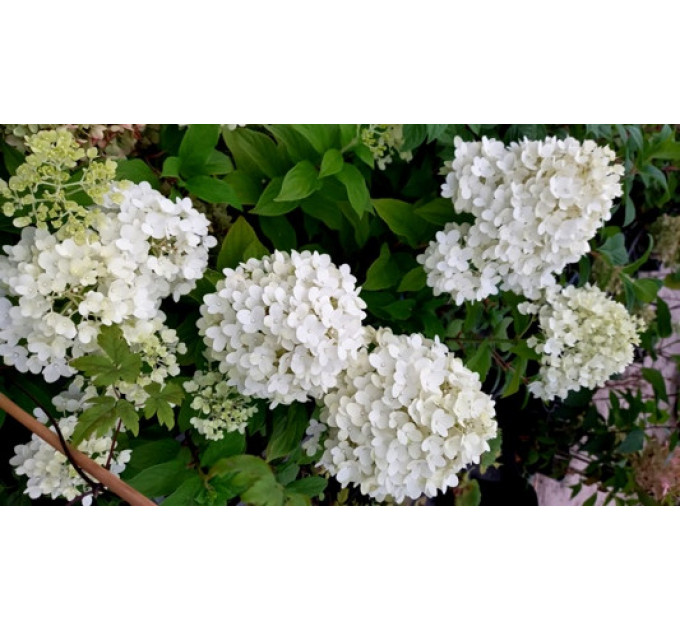Гортензия метельчатая Pandora (Пандора) 2 летняя, конт. 2 л