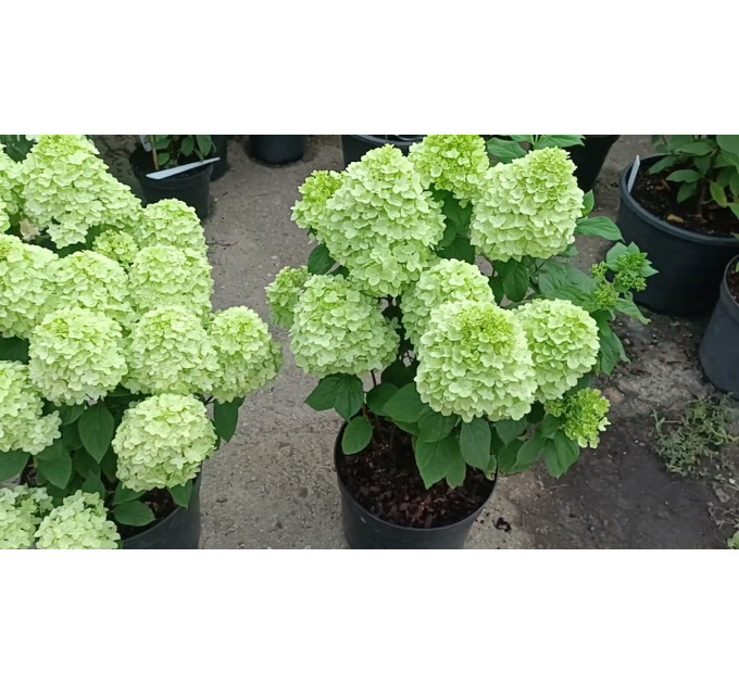 Гортензия метельчатая Pandora (Пандора) 2 летняя, конт. 2 л