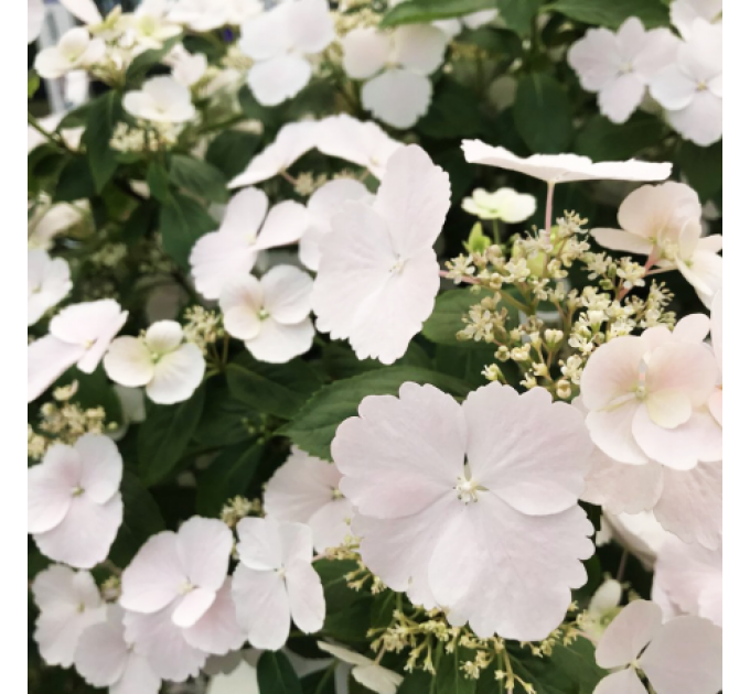 Гортензия ампельная Runaway Bride (Сбежавшая Невеста) 2 летняя, конт. 1 л