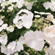 Гортензия ампельная Runaway Bride (Сбежавшая Невеста) 2 летняя, конт. 1 л