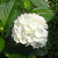 Гортензия Macrophylla Alba, горшок P9