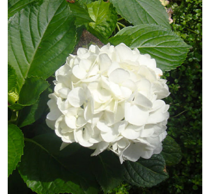 Гортензия Macrophylla Alba, горшок P9