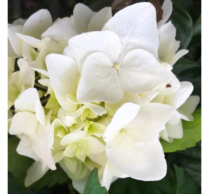 Гортензия Macrophylla Alba, горшок P9