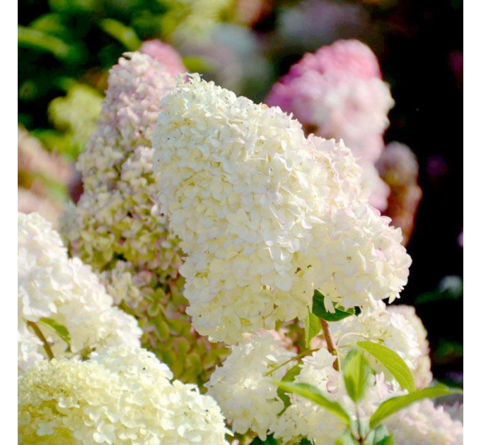 Гортензия метельчатая Diamantino P9