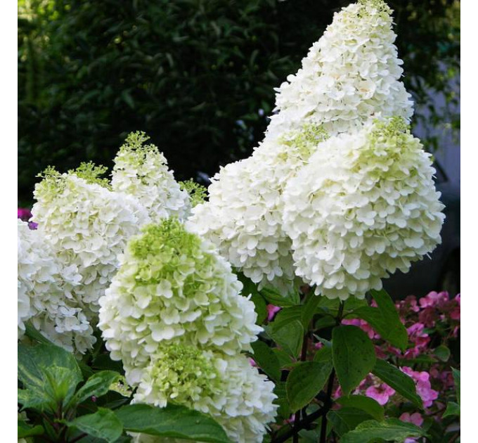 Гортензия метельчатая Diamantino P9