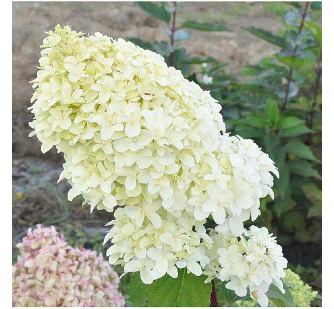 Гортензия метельчатая Diamantino P9