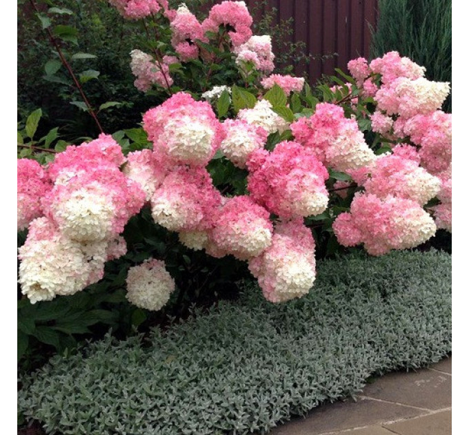 Гортензія Vanille Fraise. конт. P9