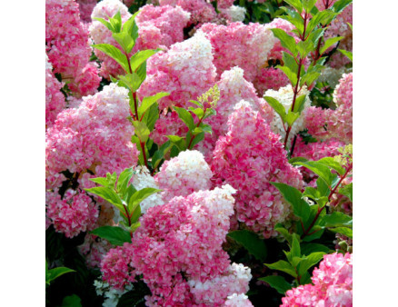 Гортензия Vanille Fraise, конт. P9 Гортензия Vanille Fraise, конт. P9