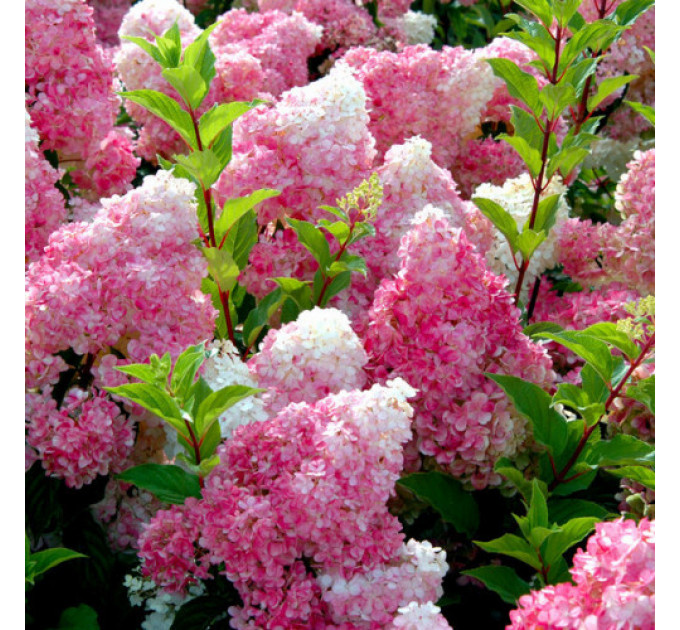 Гортензія Vanille Fraise. конт. P9