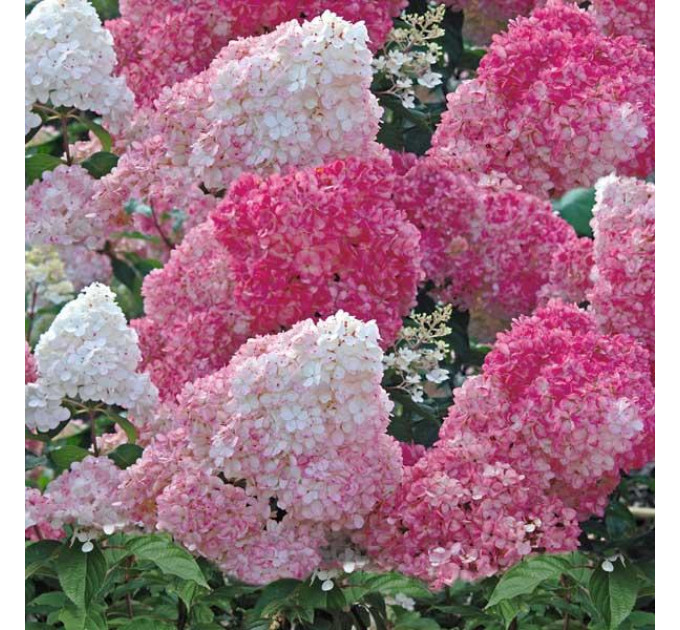 Гортензія Vanille Fraise. конт. P9