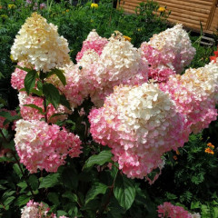 Гортензия метельчатая Сандей Фрайз (Sundae Fraise) P9