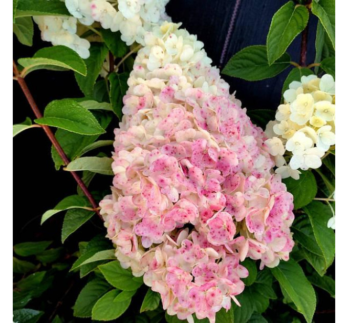 Гортензия метельчатая Сандей Фрайз (Sundae Fraise) P9