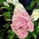 Гортензия метельчатая Сандей Фрайз (Sundae Fraise) P9