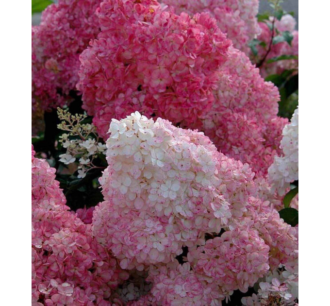 Гортензия метельчатая Сандей Фрайз (Sundae Fraise) P9