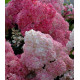 Гортензия метельчатая Сандей Фрайз (Sundae Fraise) P9