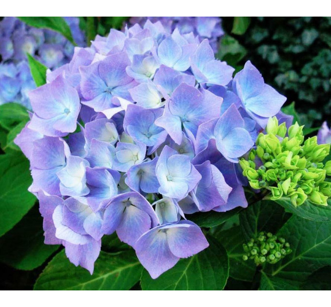 Гортензия Early Blue, горшок P9