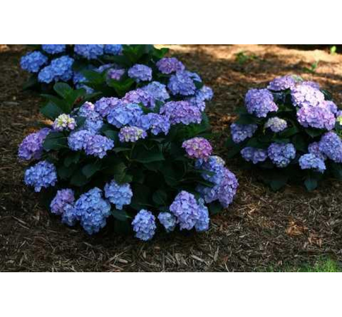 Гортензия Early Blue, горшок P9