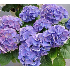 Гортензия Early Blue, горшок P9