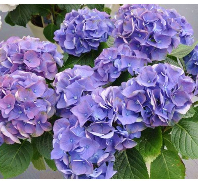 Гортензия Early Blue, горшок P9