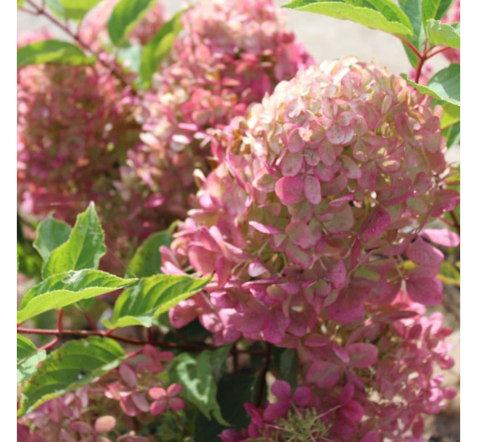 Гортензія волотиста Фантом (Phantom) 2 річна, конт. 2 л