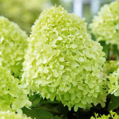 Гортензия метельчатая Pandora (Пандора) P9