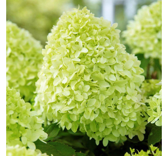 Гортензия метельчатая Pandora (Пандора) P9