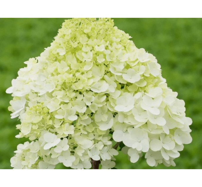 Гортензия метельчатая Pandora (Пандора) P9