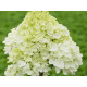 Гортензия метельчатая Pandora (Пандора) P9