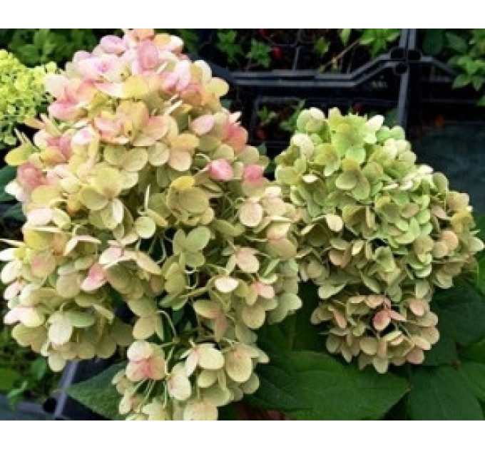 Гортензия метельчатая Pandora (Пандора) P9