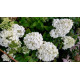 Гортензия метельчатая Pandora (Пандора) P9