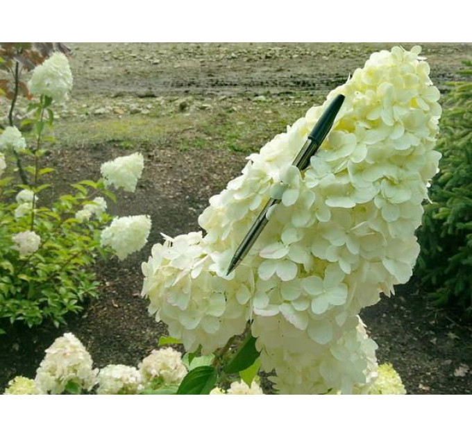 Гортензия метельчатая Полар Бир (Polar Bear) P9