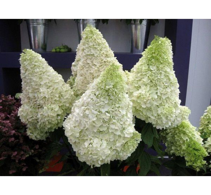 Гортензия метельчатая Полар Бир (Polar Bear) P9