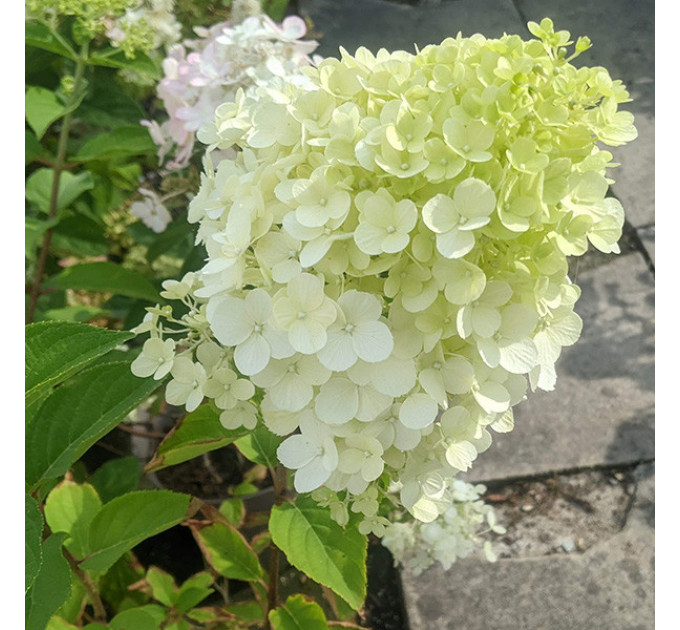 Гортензия метельчатая Полар Бир (Polar Bear) P9