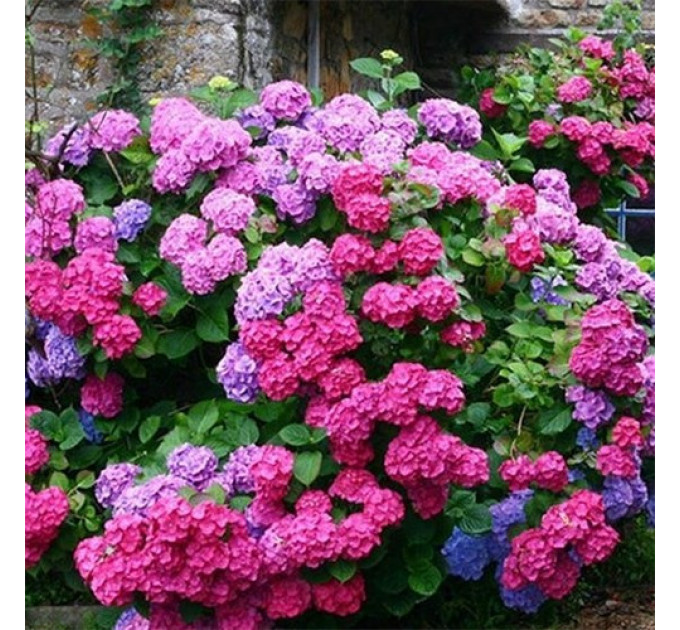 Гортензия сорт "Хамелеон" 1-летняя P9