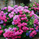 Гортензия сорт "Хамелеон" 1-летняя P9