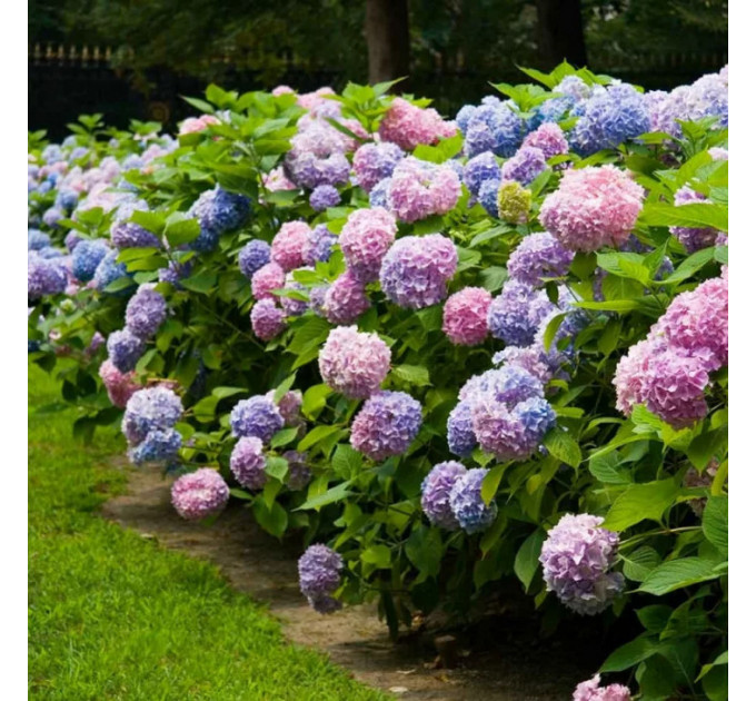 Гортензия сорт "Хамелеон" 1-летняя P9