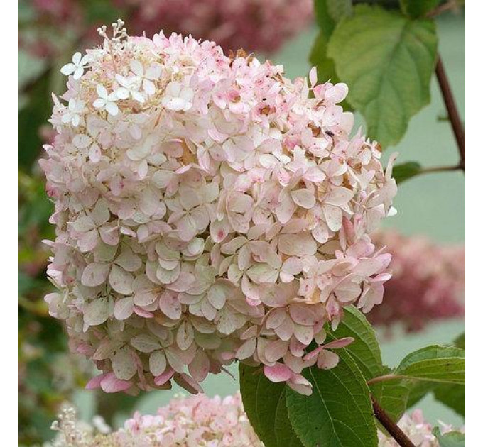 Гортензия метельчатая Фантом (Phantom) P9