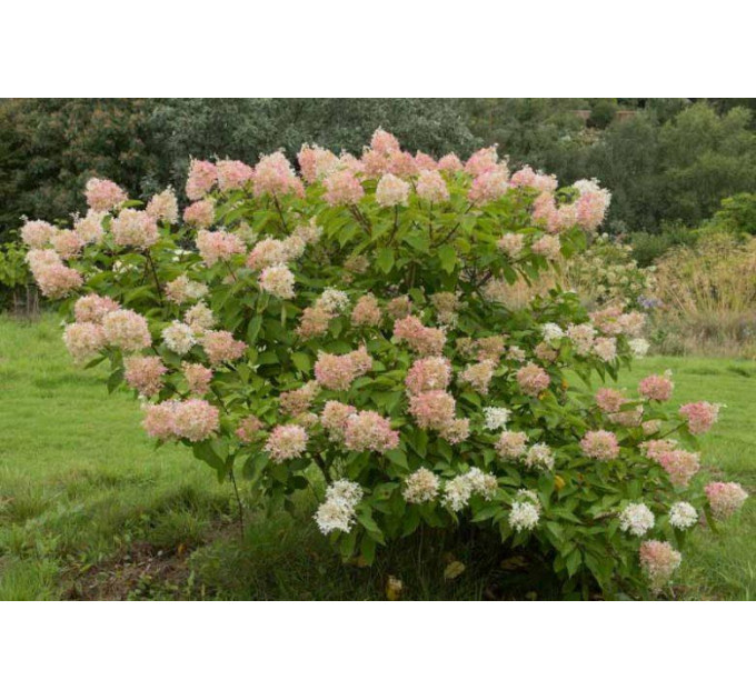 Гортензия метельчатая Фантом (Phantom) P9