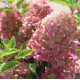 Гортензия метельчатая Фантом (Phantom) P9