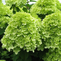 Гортензия метельчатая Limelight (Лаймлайт) 2 летняя, конт. 2 л