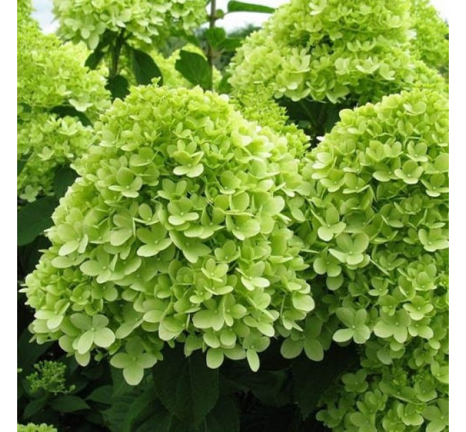 Гортензия метельчатая Limelight (Лаймлайт) 2 летняя, конт. 2 л