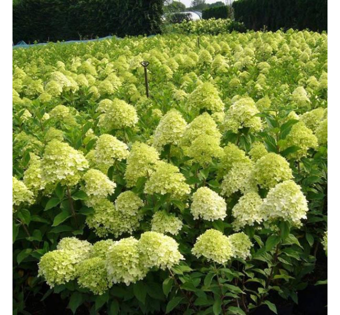 Гортензия метельчатая Limelight (Лаймлайт) P9